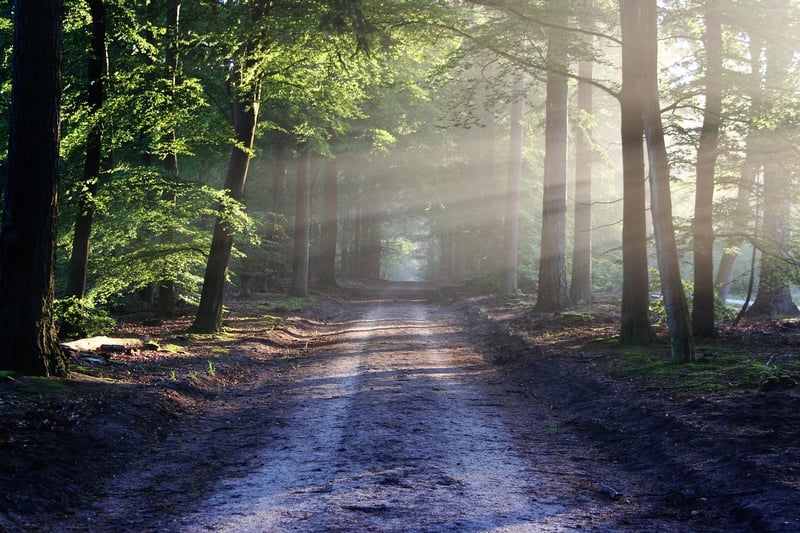 Whimsical Woods